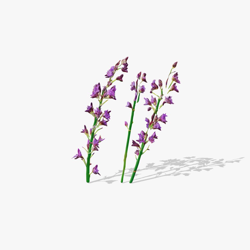 Lavender Flower Model Pack for Realistic Rendering